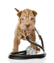 Naklejki shrpei puppy dog with a stethoscope on his neck. isolated on whi