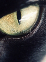 Fototapety cat's eye