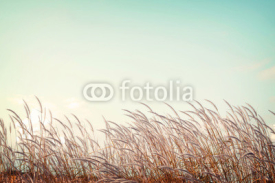 abstract vintage nature background - softness white feather grass with retro blue sky space