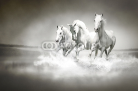Naklejki Herd of white horses running through water