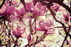Naklejki Magnolia flowers