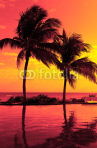 Naklejki coconut tree silhouette on the beach
