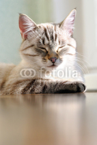 Naklejki Cute little cat enjoying the sun