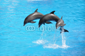 Naklejki Three dolphins