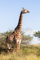 Naklejki Giraffe in nature outdoor safari reserve park in Africa