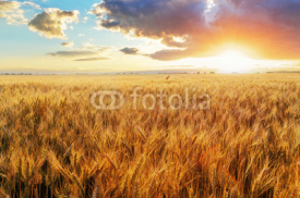 Fototapety Sunset over wheat field