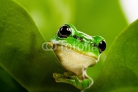 Fototapety Frog peeking out