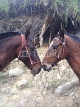 Fototapety horse couple