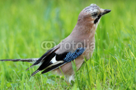 Fototapety ghiandaia uccello passeriforme corvide sull'erba
