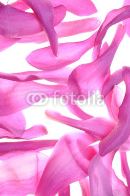 Violet petals od flower magnolia as background