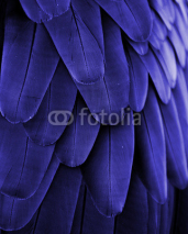 Fototapety Blue Feathers