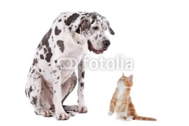 Naklejki Cat and Dog