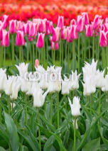 Fototapety Tulips
