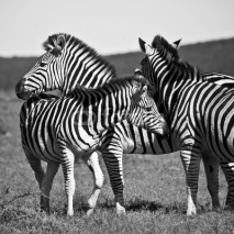 Fototapety Zebra family