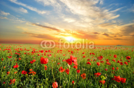 Fototapety field with poppies