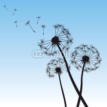Fototapety vector illustration dandelion blue sky