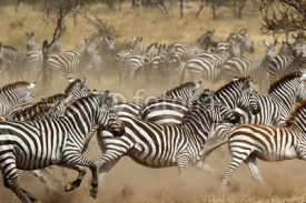 Fototapety Herd of zebras gallopping