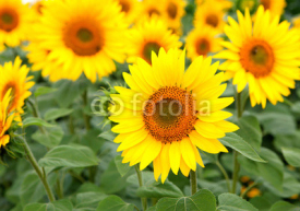 Naklejki Nice photo of sunflowers