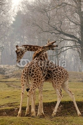 Giraffe, il nodo