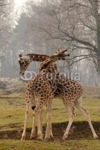 Fototapety Giraffe, il nodo