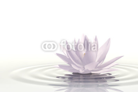 Naklejki Floating waterlily