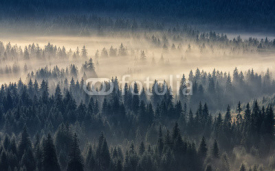 Fototapety coniferous forest in foggy mountains