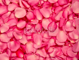 Obrazy i plakaty Red pink rose petal background