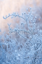 Obrazy i plakaty beautiful frozen winter bush