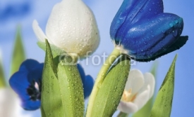 Fototapety blue-white tulip