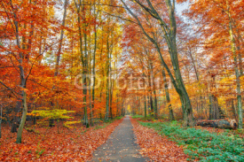 Naklejki Colorful autumn park