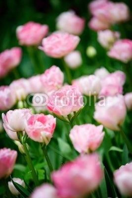 Pretty pink tulips