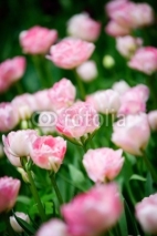 Naklejki Pretty pink tulips
