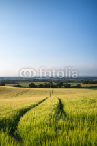 Naklejki Beautiful landscape wheat field in bright Summer sunlight evenin