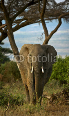 Full frontal elephant vertical