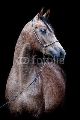 Gray horse head isolated on black background.