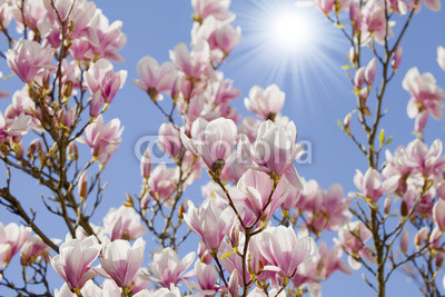 blue sky with magnolia blossom