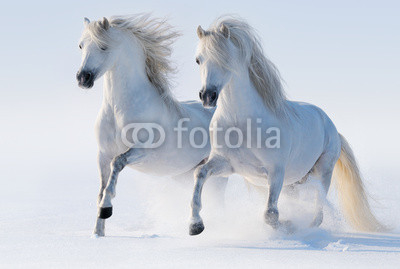 Two galloping snow-white horses