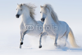 Naklejki Two galloping snow-white horses