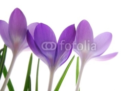 Fototapety violet spring crocuses