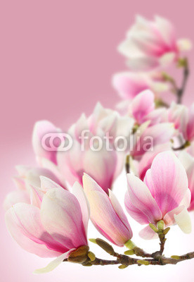 photo of magnolia