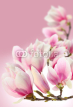 Naklejki photo of magnolia