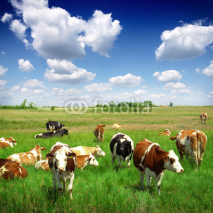 Fototapety Cows on a green summer meadow
