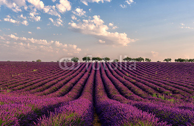 Gentle pink sunrise over the endless lavender fields in Provence, France