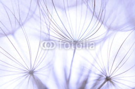 Fototapety Dandelion seeds