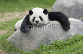 Fototapety Panda