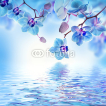 Fototapety Floral background of tropical orchids