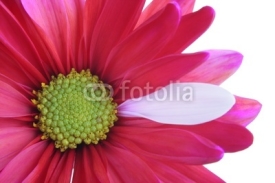 Fototapety flower close