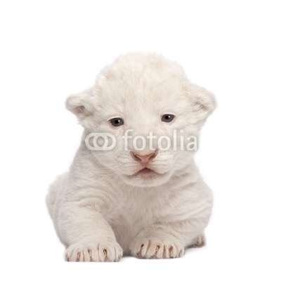 White Lion Cub (1 week)