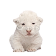 Obrazy i plakaty White Lion Cub (1 week)