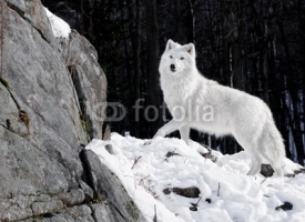 Naklejki Arctic Wolf Portrait